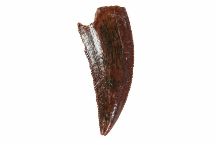 Small Theropod Tooth (Raptor) - South Dakota #115747